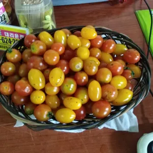 산꼼파 사진