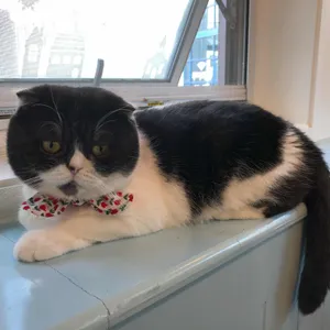 고양이놀이터 리뷰 사진