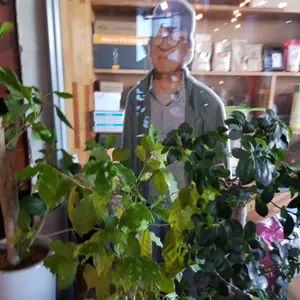 보헤미안 박이추 커피 리뷰 사진