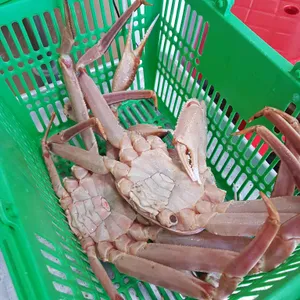 신대게나라 리뷰 사진