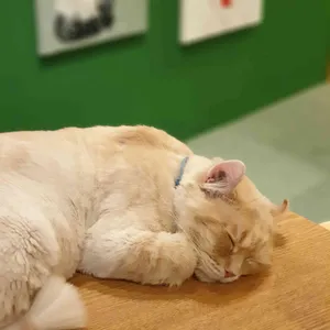 집사의하루 사진