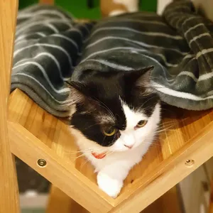 집사의하루 사진