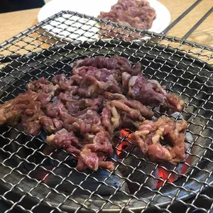 부산갈매기 사진