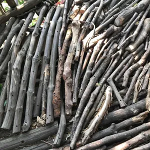 미즈노씨네 트리하우스 사진