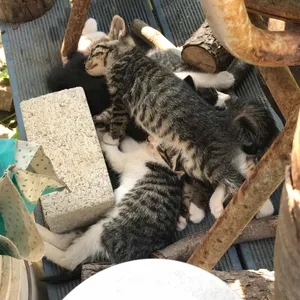 미즈노씨네 트리하우스 사진