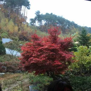 횡성 장수촌 리뷰 사진
