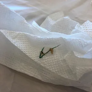 닭올닭 사진