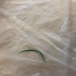 닭올닭 사진