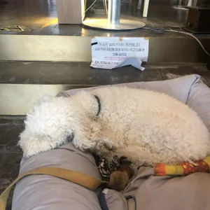 심바카레 리뷰 사진