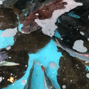 산새도횟집 리뷰 사진