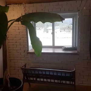 분덕스 리뷰 사진