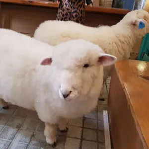 땡스네이쳐카페 리뷰 사진