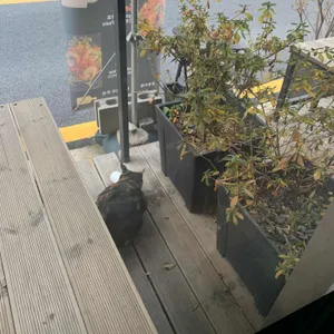 할스 리뷰 사진