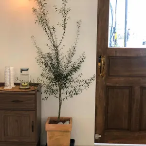 아스테로 커피 리뷰 사진