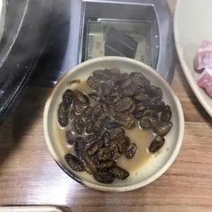 돼지꿈꾸던날 사진