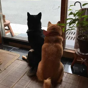 카페 피크닉 리뷰 사진