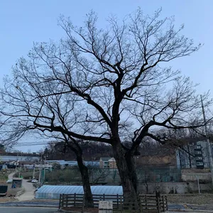 느티나무 바지락 칼국수 리뷰 사진