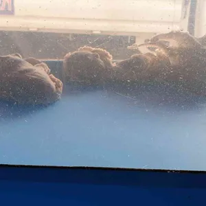 보물섬실비식당 리뷰 사진