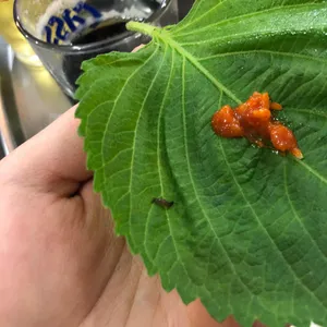 수정 불막창 리뷰 사진