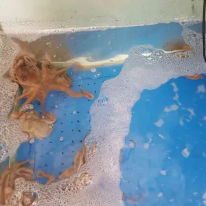 심마니네약초백숙 리뷰 사진