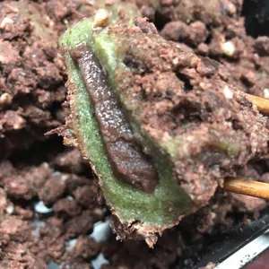 진아떡집 리뷰 사진