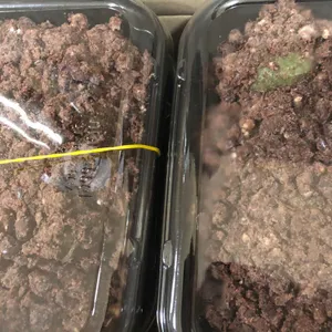 진아떡집 리뷰 사진