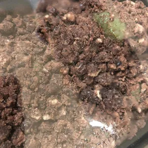 진아떡집 리뷰 사진