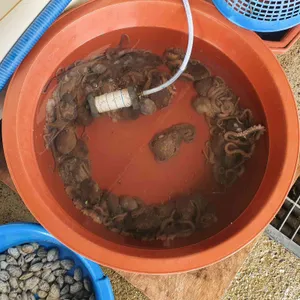 성구미 광명호횟집수산 사진
