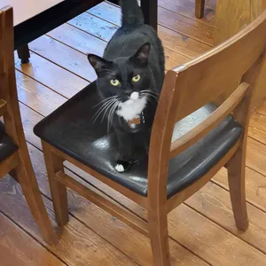 스위스램 리뷰 사진