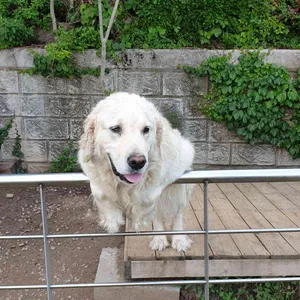 라쿠나 리뷰 사진