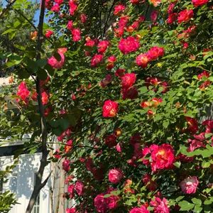 꽃국수 리뷰 사진