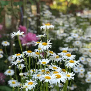 꽃국수 리뷰 사진