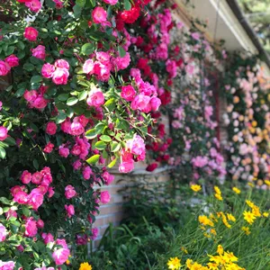 꽃국수 리뷰 사진