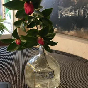 카페동백 사진