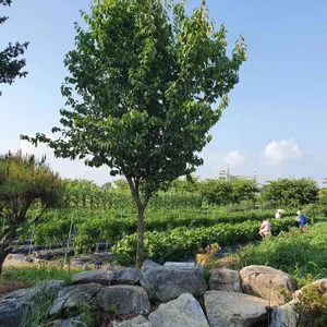 초심 대표 사진