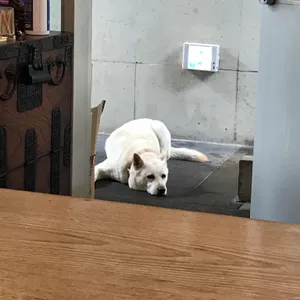 구내식당 리뷰 사진