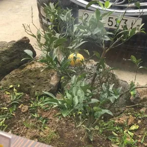 사계전복 리뷰 사진