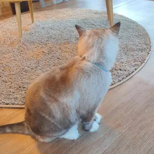 집사의하루 리뷰 사진