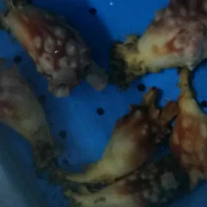 해물포장마차 리뷰 사진