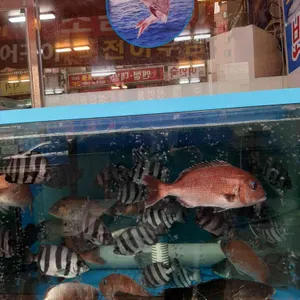 보배수산 리뷰 사진