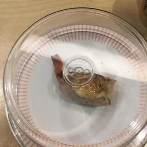 스시 선 리뷰 사진