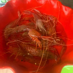 당근마차 사진
