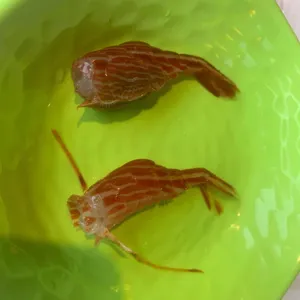 당근마차 사진
