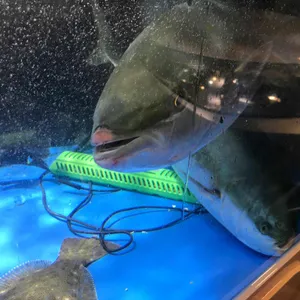 참바다 횟집 리뷰 사진