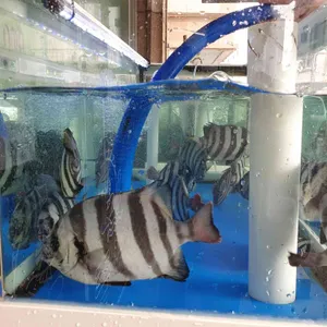 양촌 수산 리뷰 사진