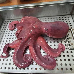 피문어와 회나라 사진