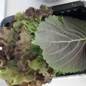 알천 사진