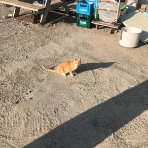 행운조개구이칼국수 리뷰 사진