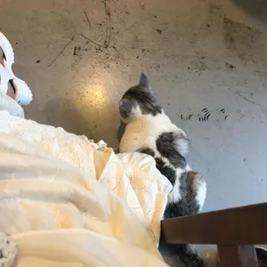 카페 시옷 리뷰 사진