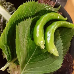 감격시대 리뷰 사진